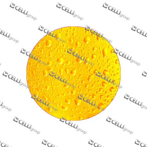 LENTILLE - FOND BIERE