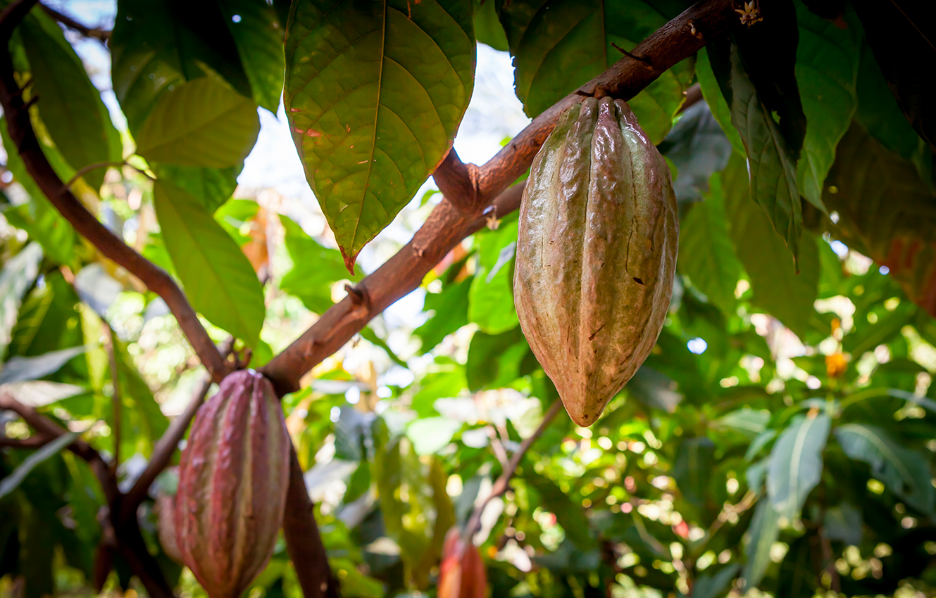La pianta di cacao