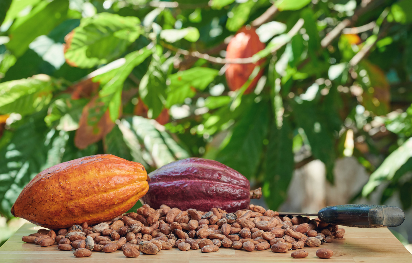 Cocoa plant and cocoa seeds