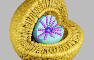 LNP-Lipid-Nanoparticle-mRNA-delivery.png