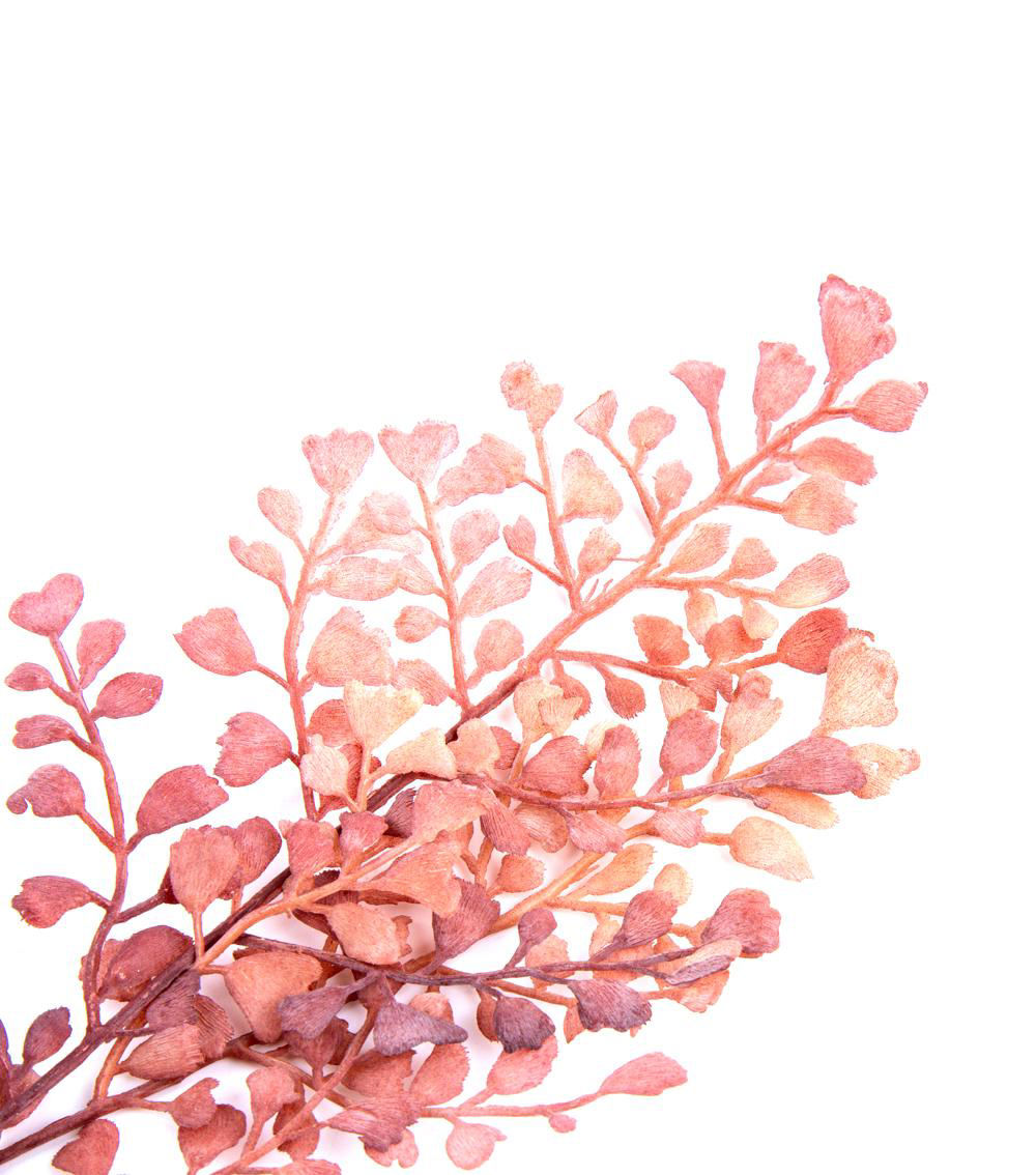 Color Asian Tam Pick, Assorted