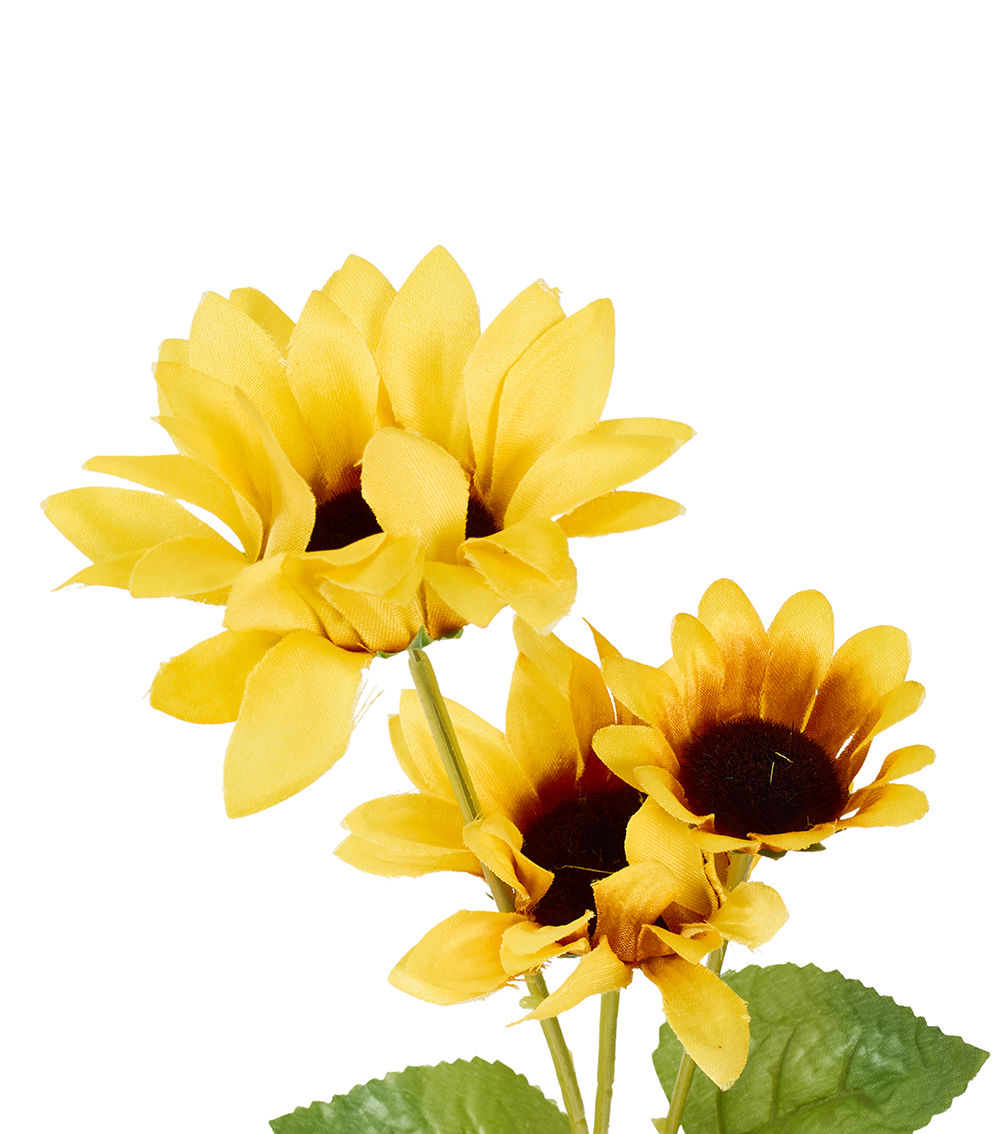 Sunflower Plant, Assorted