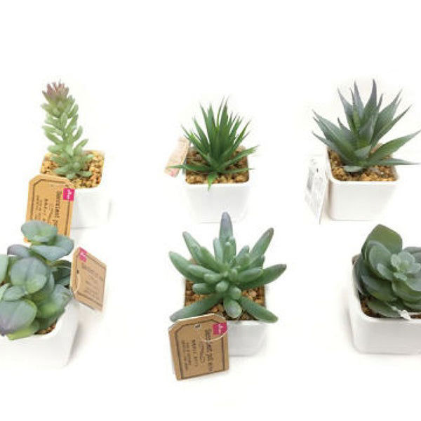 Decorative Succulent Pot - Assorted (1 Pc)