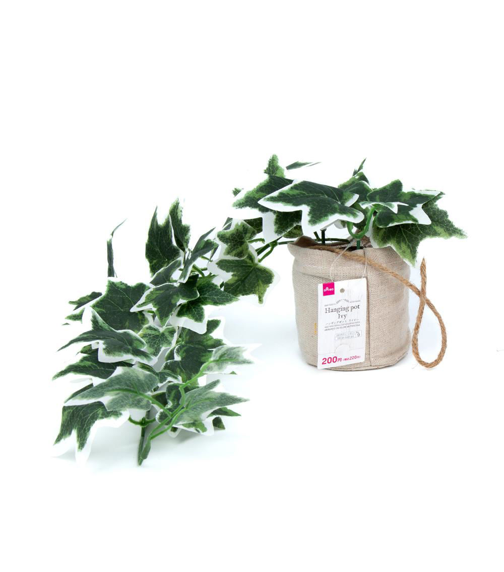 Hanging Pot Ivy - Assorted (1 pc)