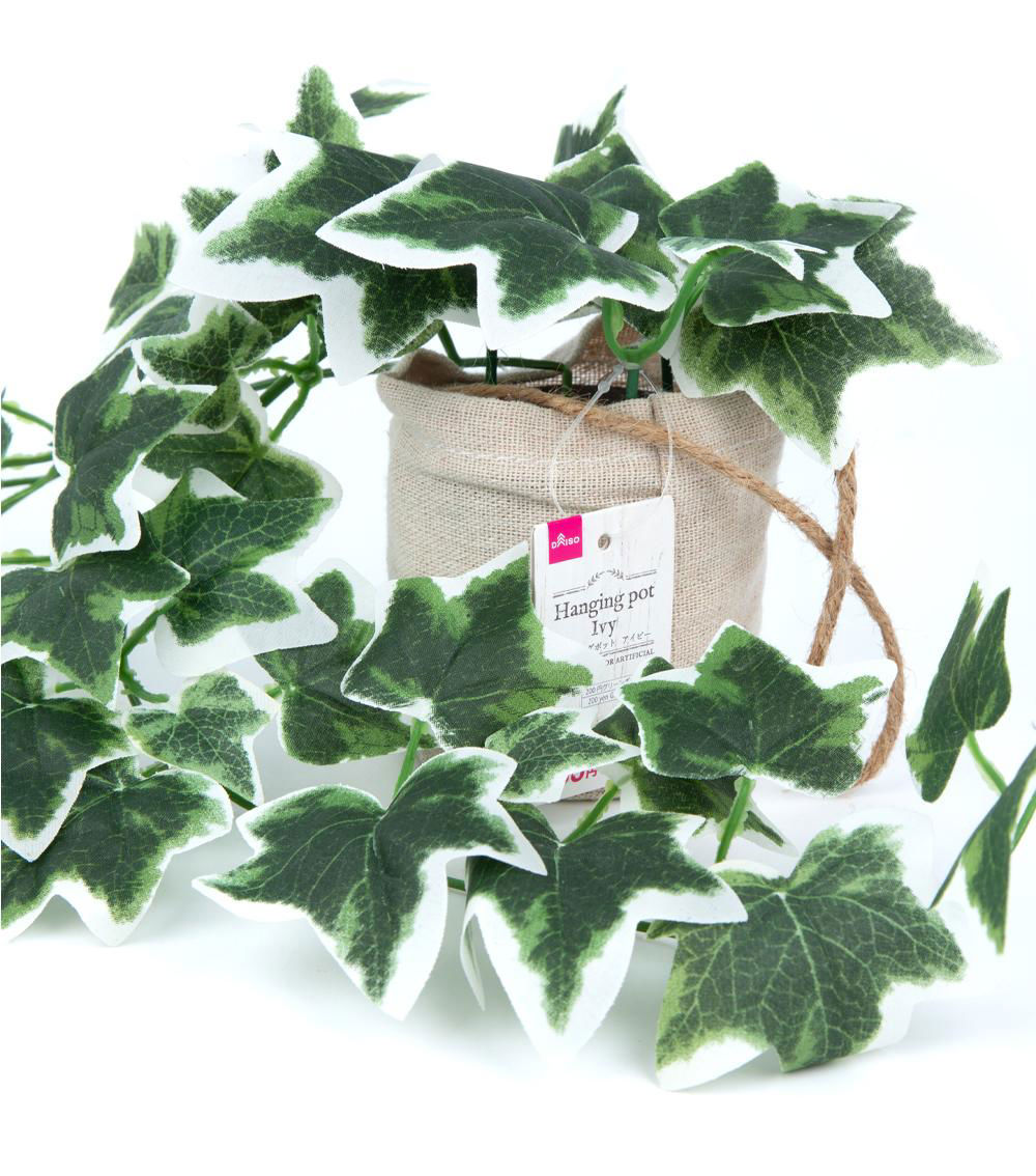 Hanging Pot Ivy - Assorted (1 pc)