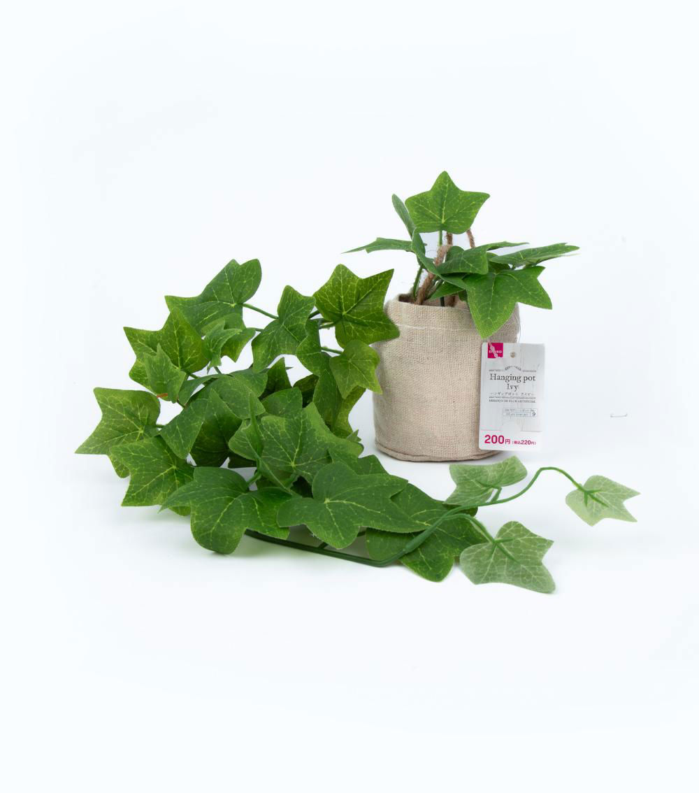 Hanging Pot Ivy - Assorted (1 pc)