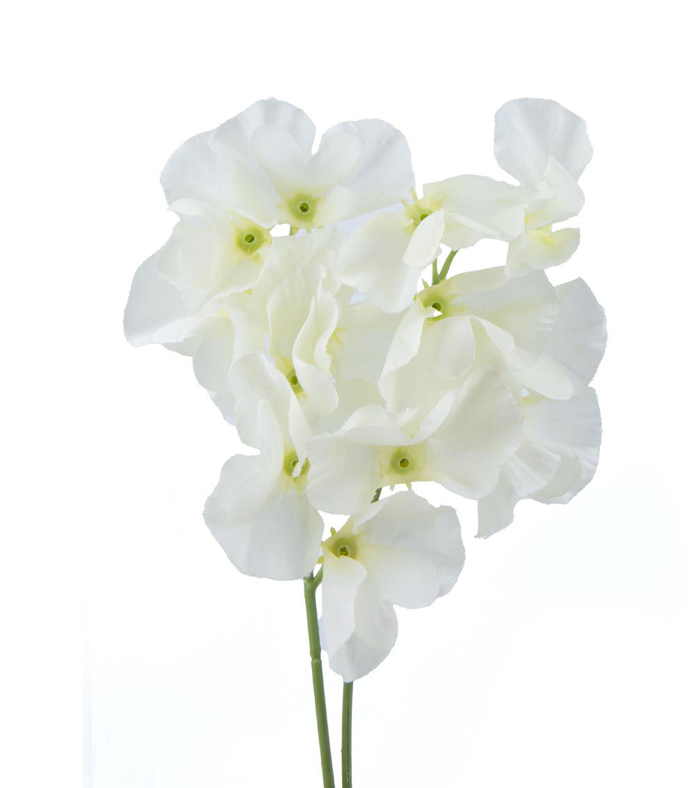 Sweet Pea Flower, Assorted (1 pc)