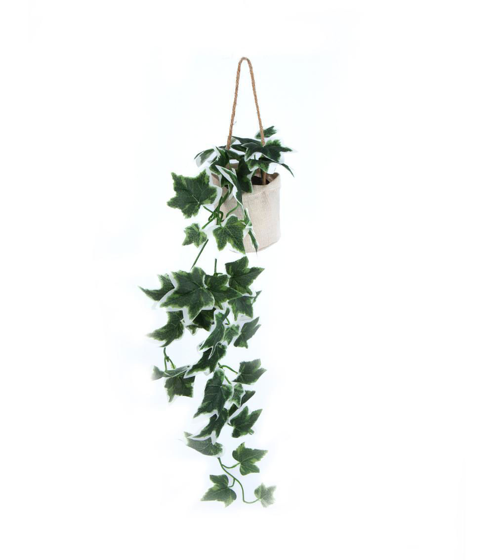 Hanging Pot Ivy - Assorted (1 pc)