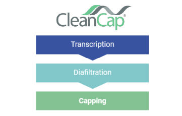 CleanCap by TriLink at Tebubio.