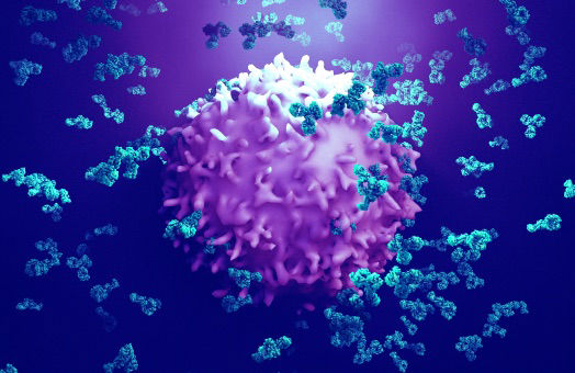Antibodies - Immunology - Cell