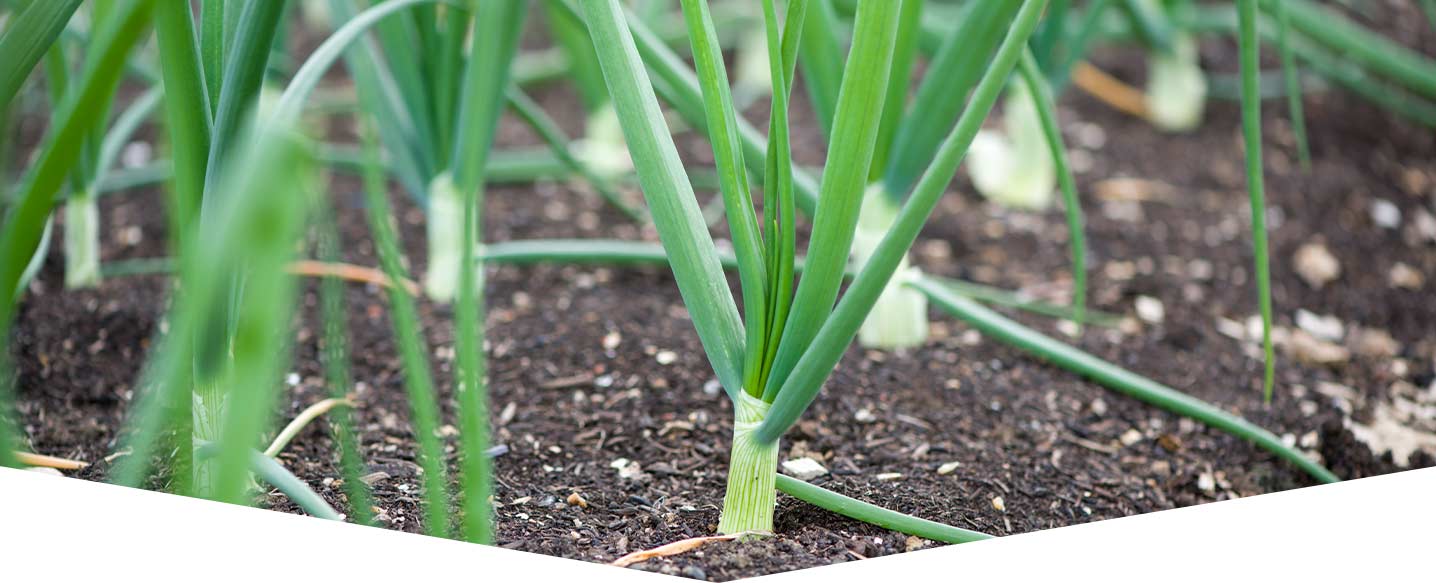 Meet the onion family