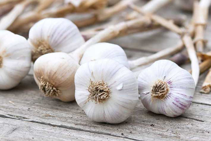 How to grow your own garlic