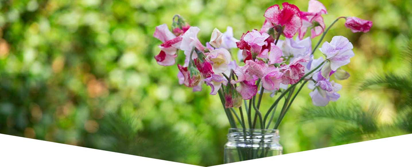 HOW TO:  Grow a sweet pea wigwam