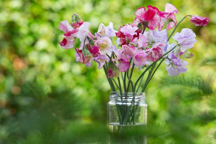 HOW TO:  Grow a sweet pea wigwam