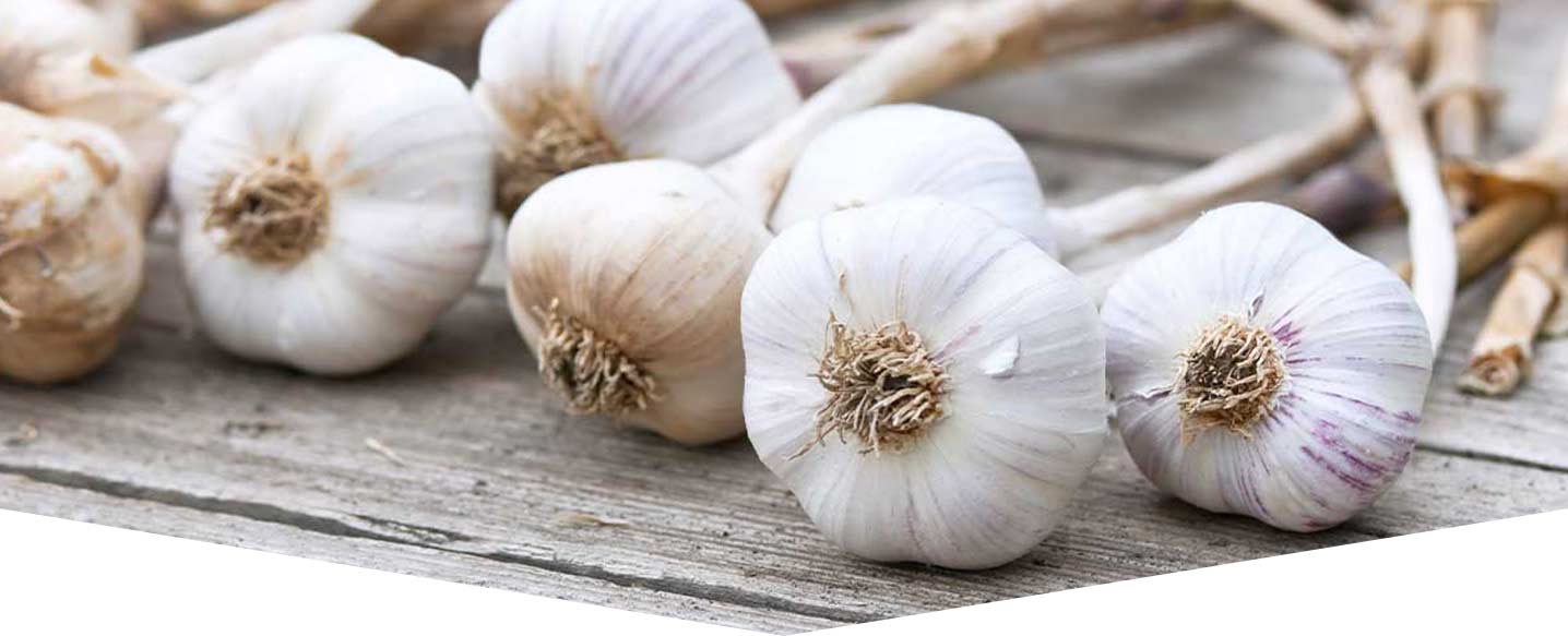 How to grow your own garlic