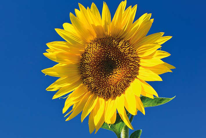 Sunflower race