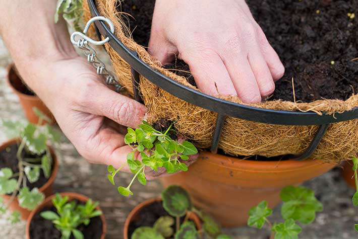 Hanging Basket