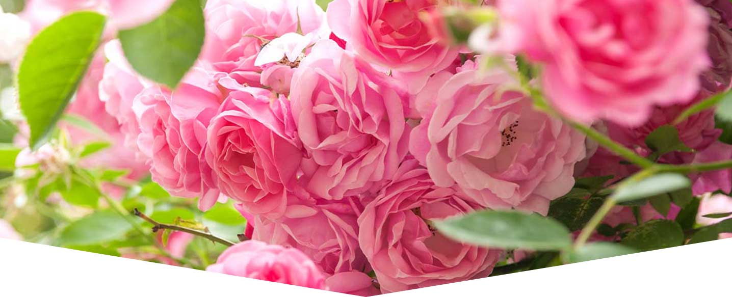 how-to-grow-beautiful-roses-header.jpg