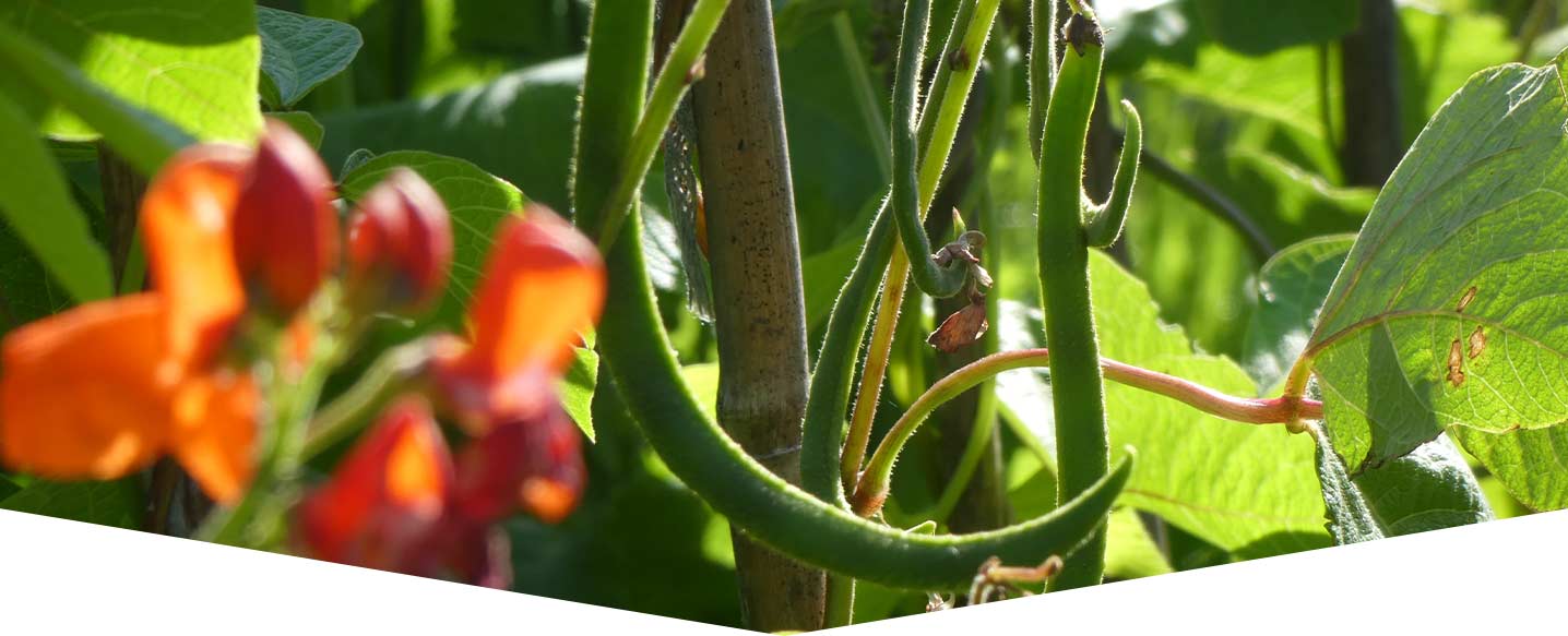 how-to-grow-runner-beans-header.jpg