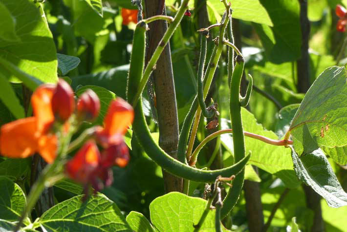 how-to-grow-runner-beans-tile.jpg