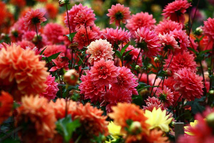 How to Plant Dahlias