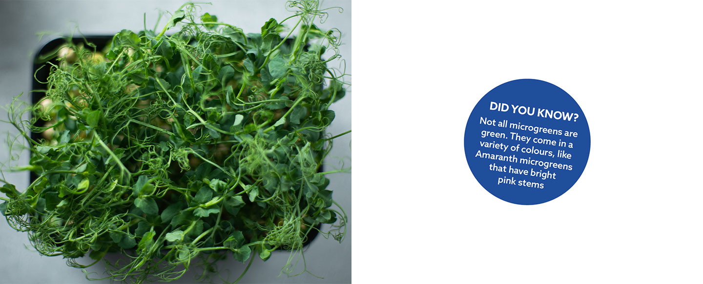 magnificent-microgreens- did you know