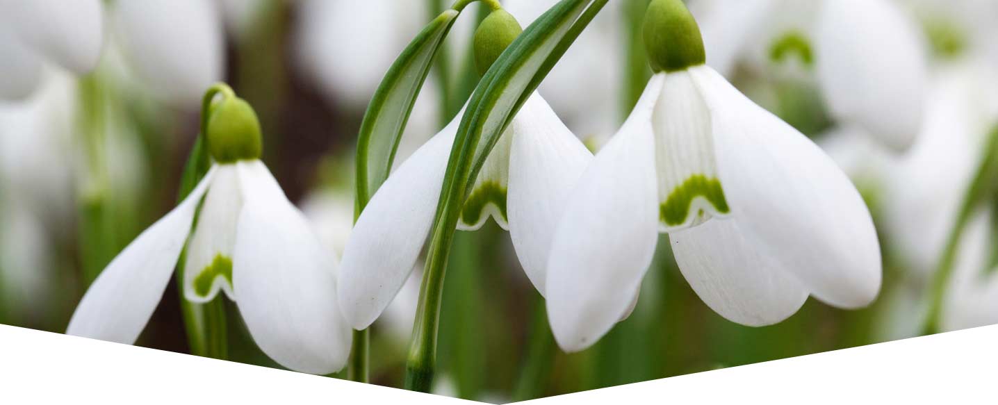 Snowdrops & Bluebells