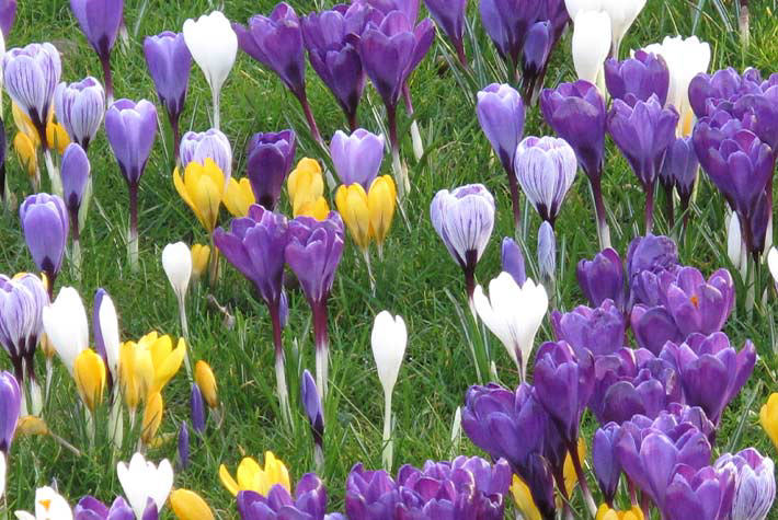 Crocus