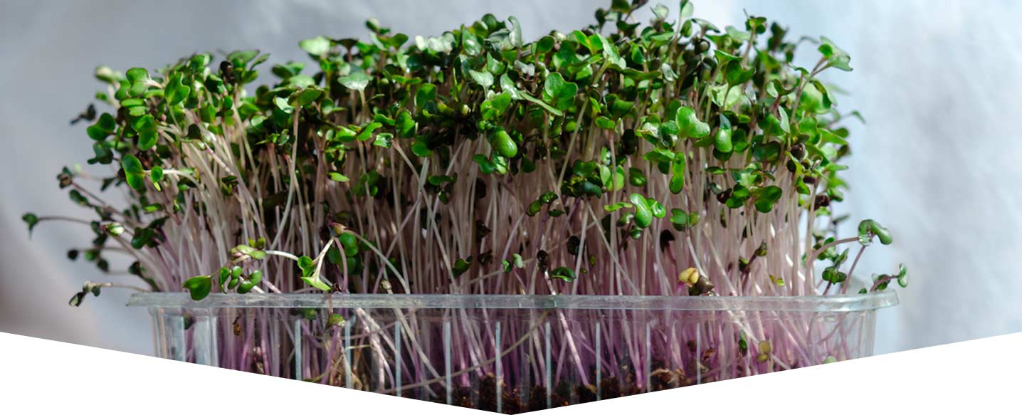 Grow delicious microgreens on your windowsill