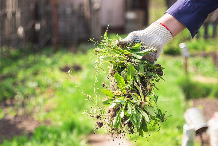 Weeding your garden 