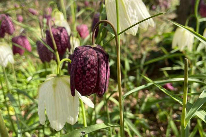 Fritillarias 