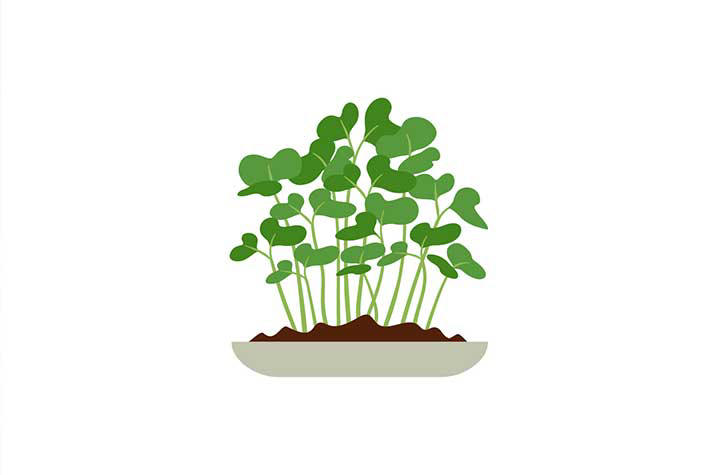 MAgnificent Microgreens