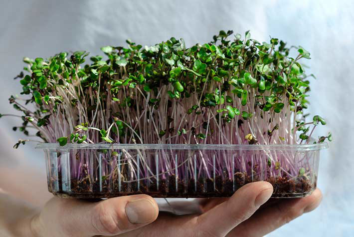Grow-delicious-microgreens-on-your-windowsill-tile-2.jpg