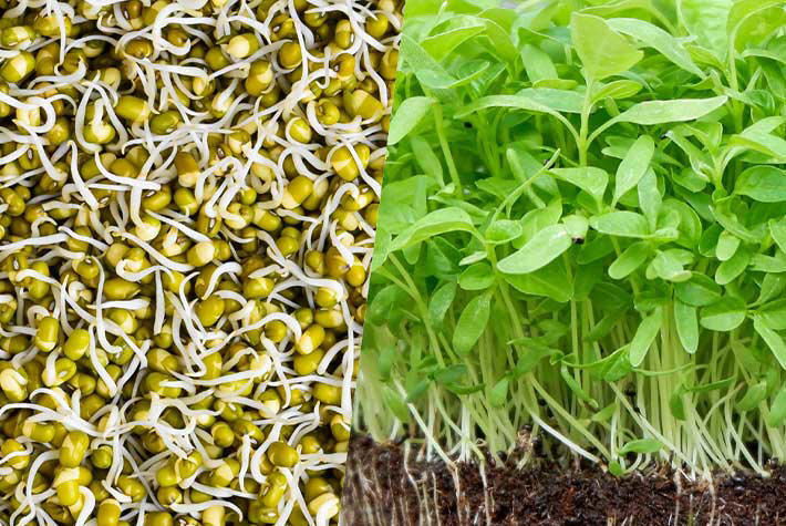 Microgreens-vs-sprouts