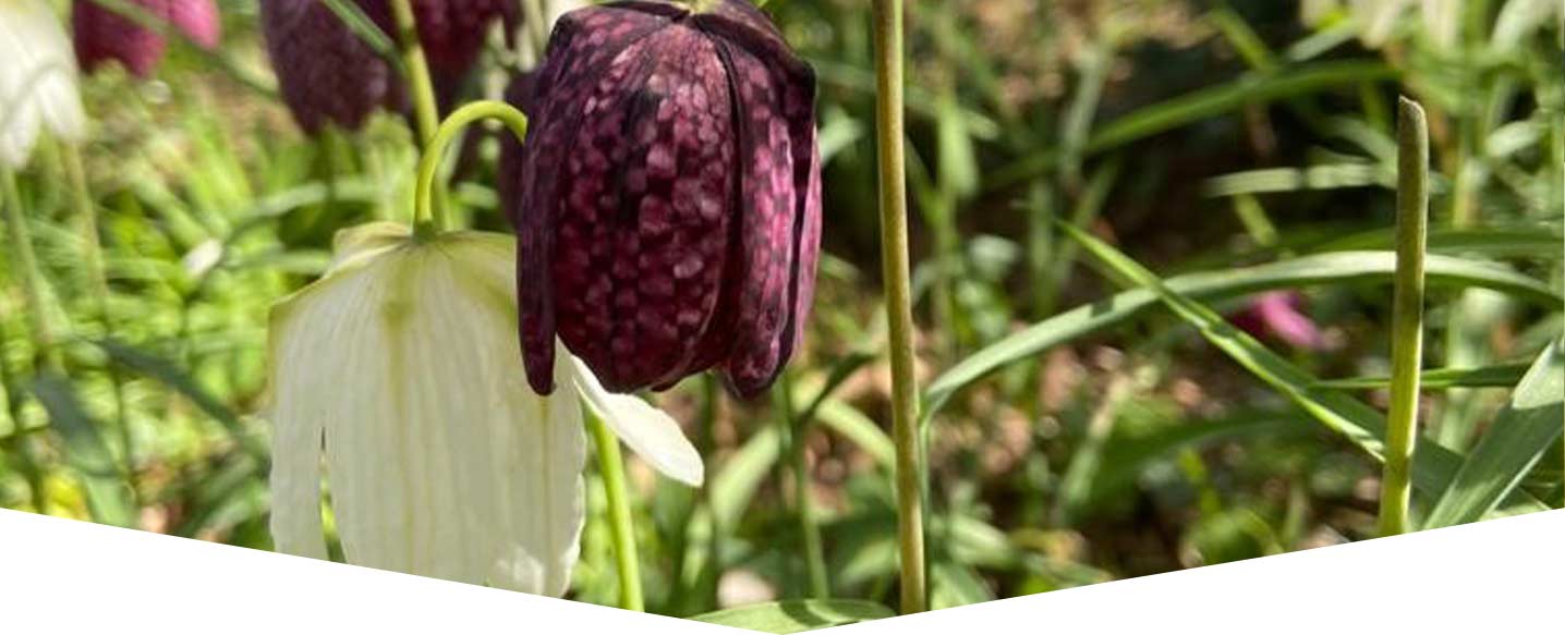 Fritillarias 