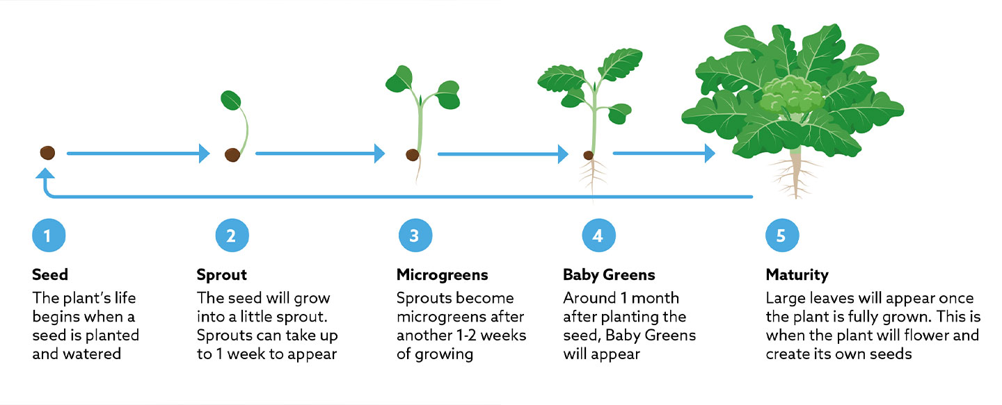 The-plant-lifecycle