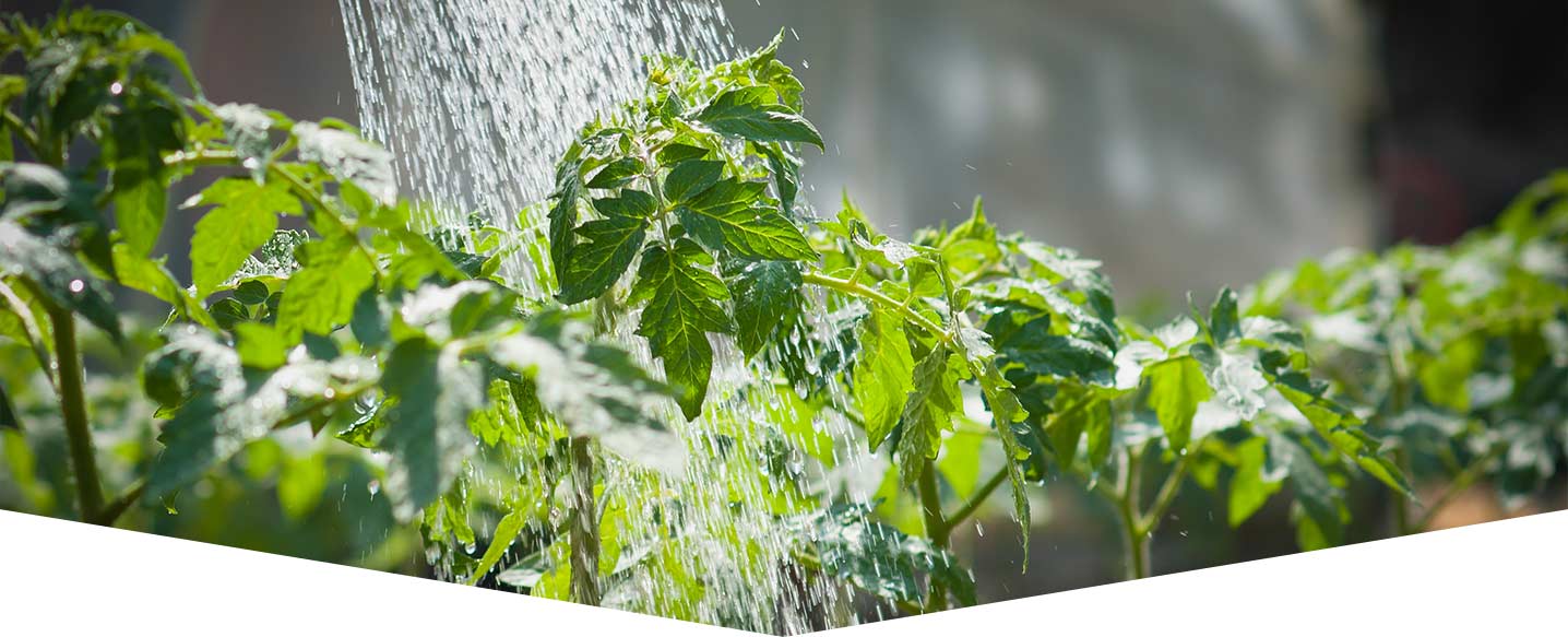 Watering your garden