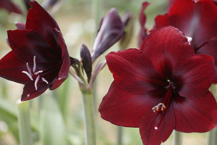 Amaryllis