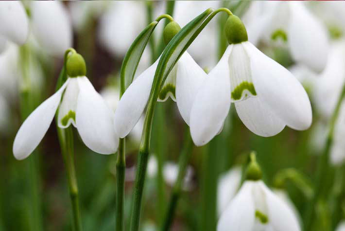 Snowdrops & Bluebells
