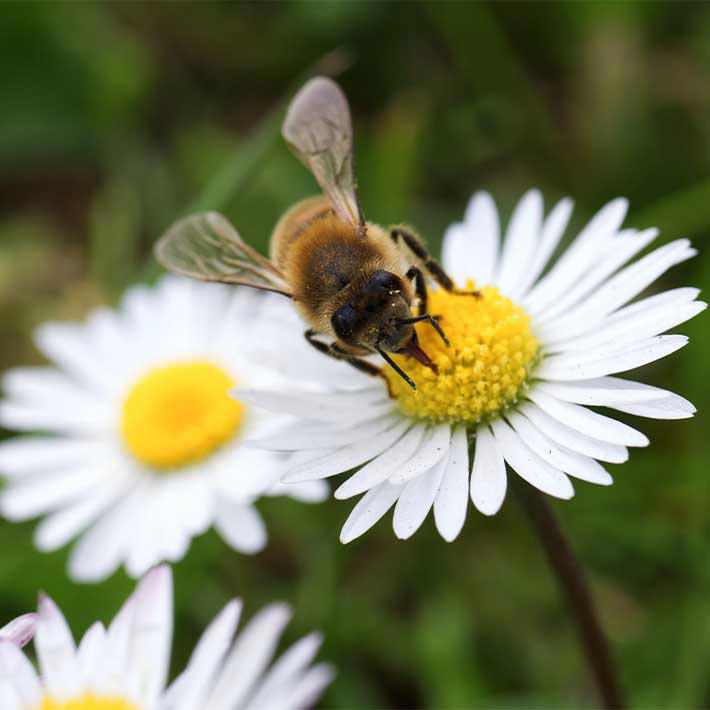 The perks of a wildflower