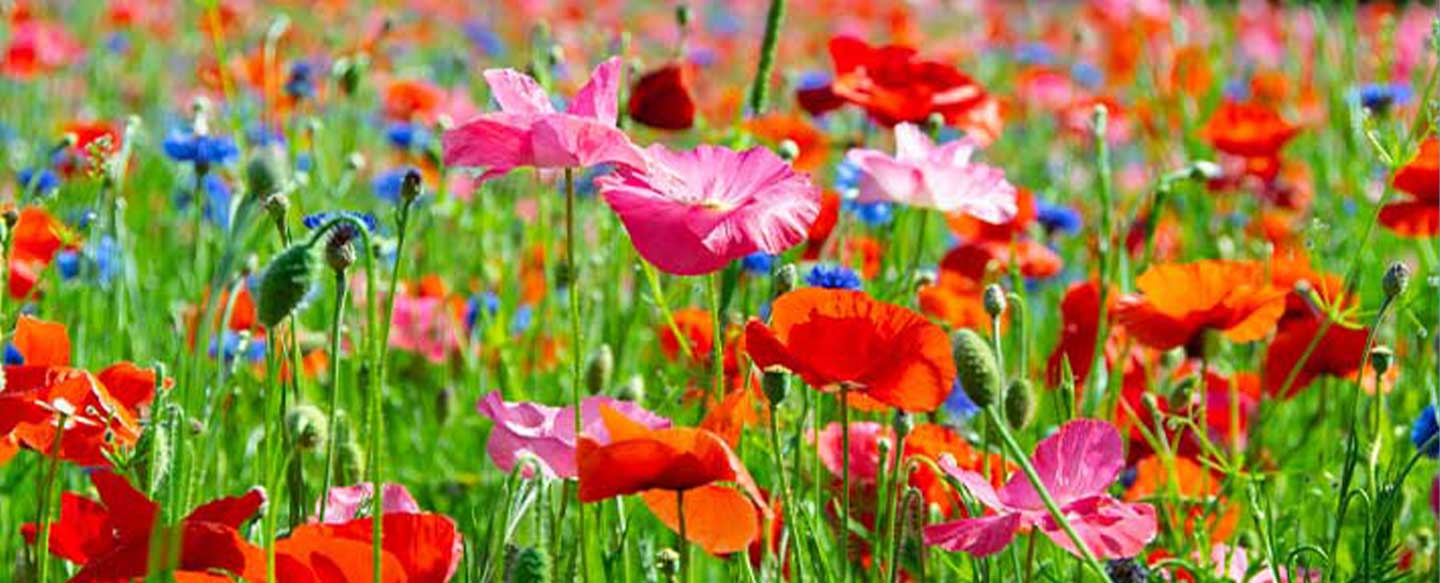 What are Wildflowers