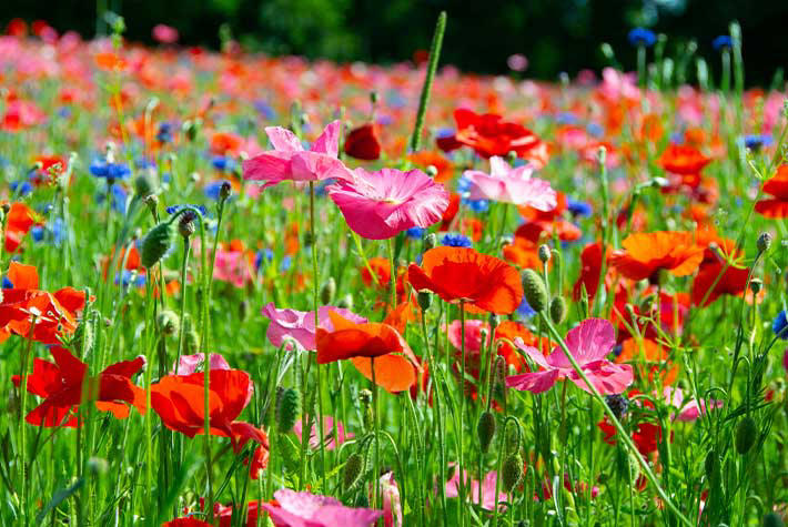 WONDERFUL WILDFLOWERS
