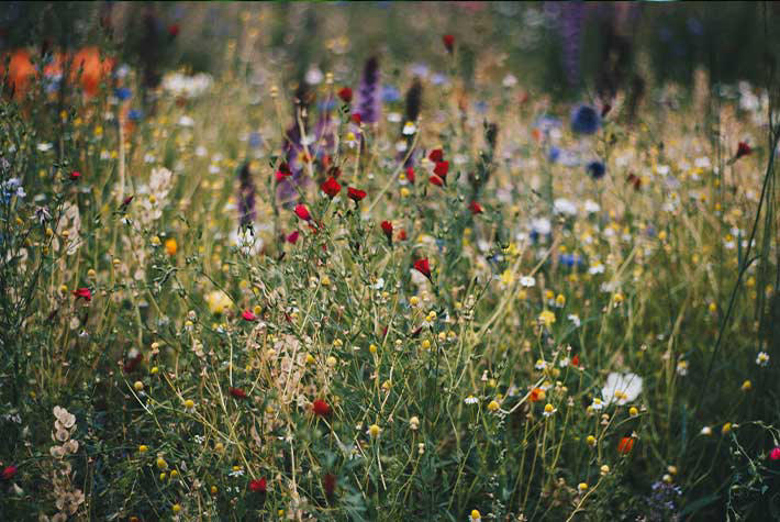 mini meadow