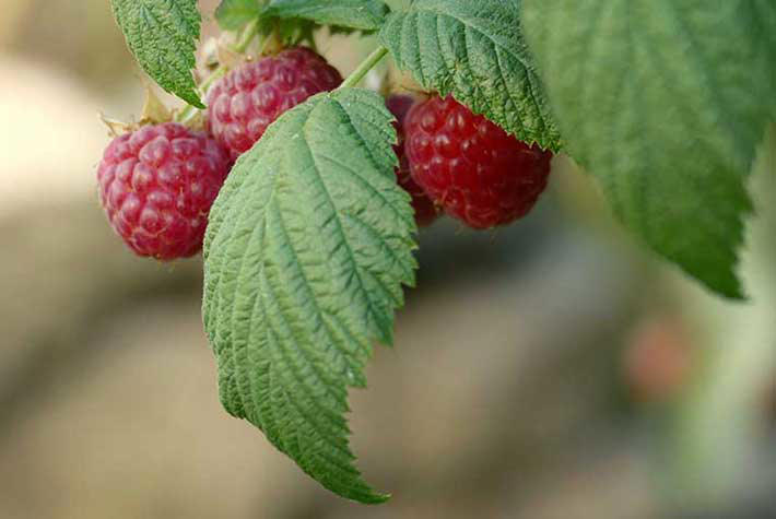 Raspberries-710x475.jpg