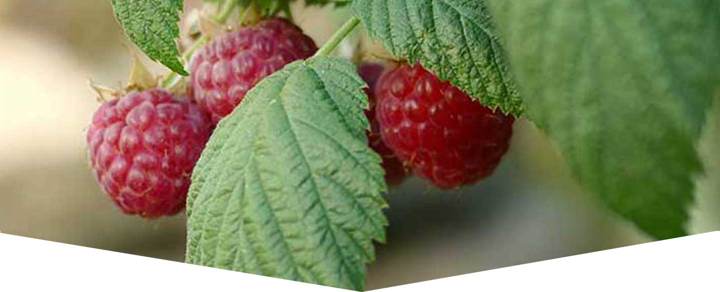 raspberriest-header.jpg