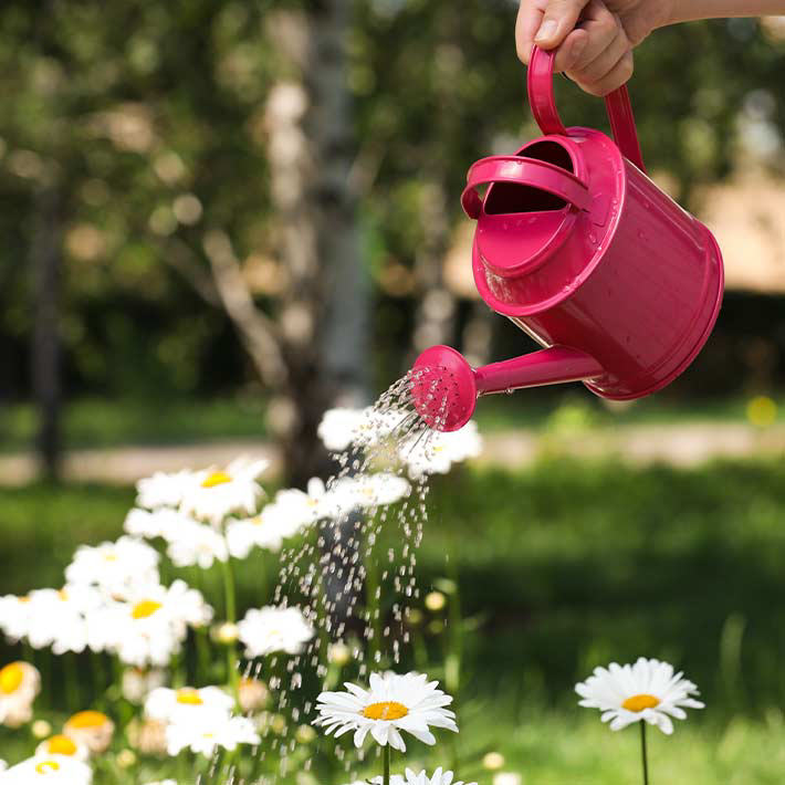 Summer loving gardens