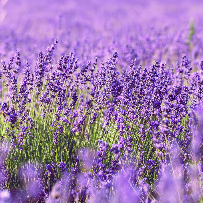 Summer loving gardens