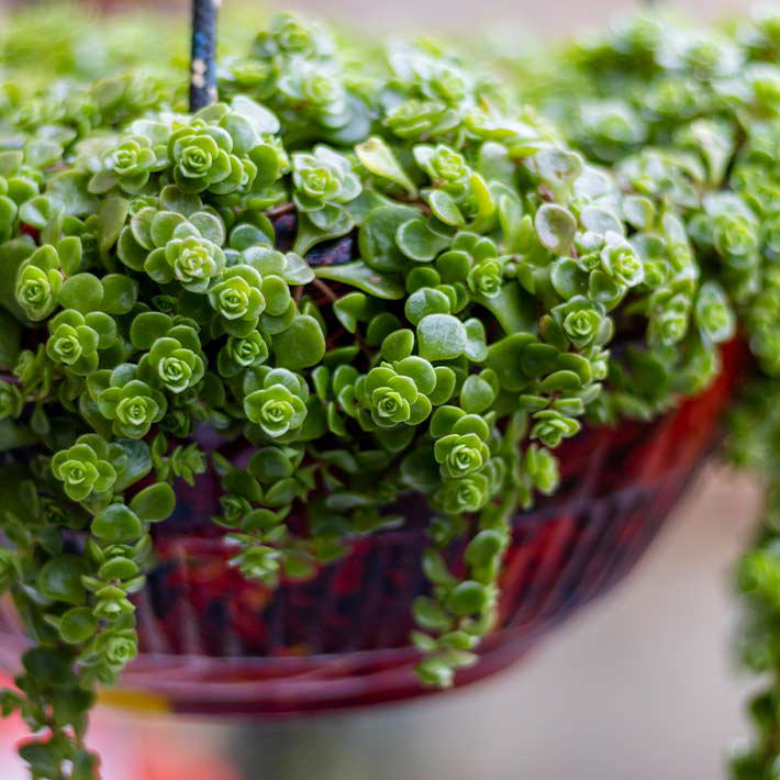 Summer loving gardens