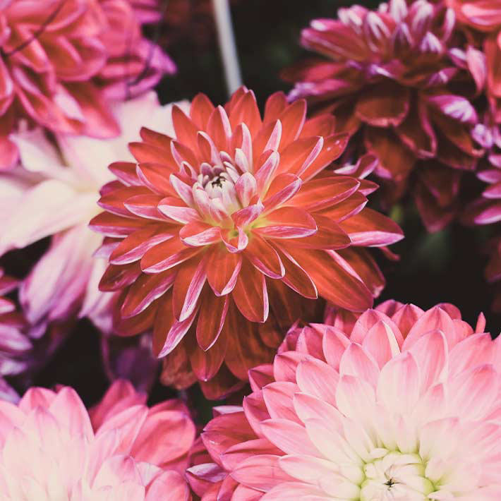 Summer loving gardens