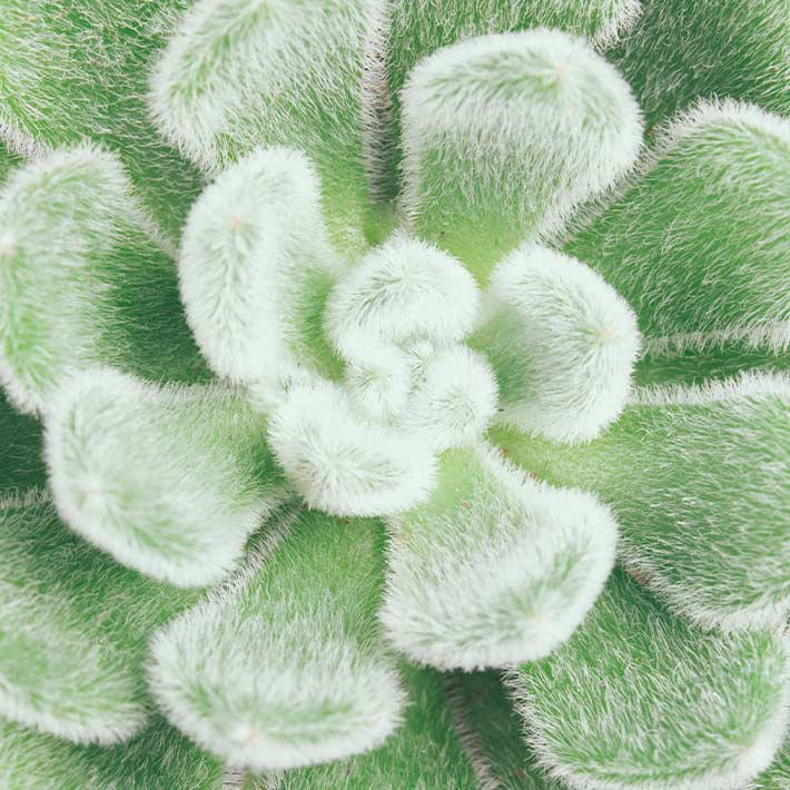 Summer loving gardens